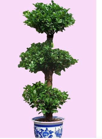 客厅中大观叶盆栽植物 摇钱树 想发财就养金钱榕 吸甲醛绿植盆景