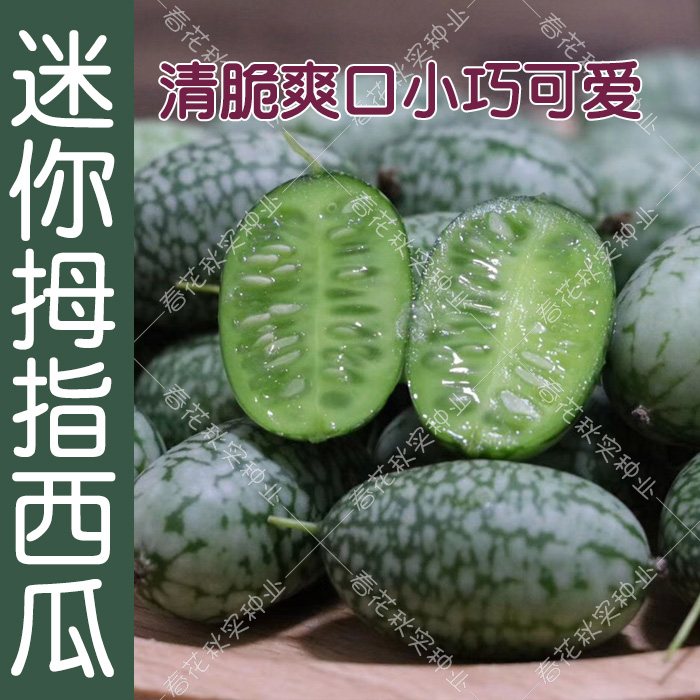 进口迷你拇指西瓜种子 春夏秋四季水果种子 盆栽阳台蔬菜种子易种