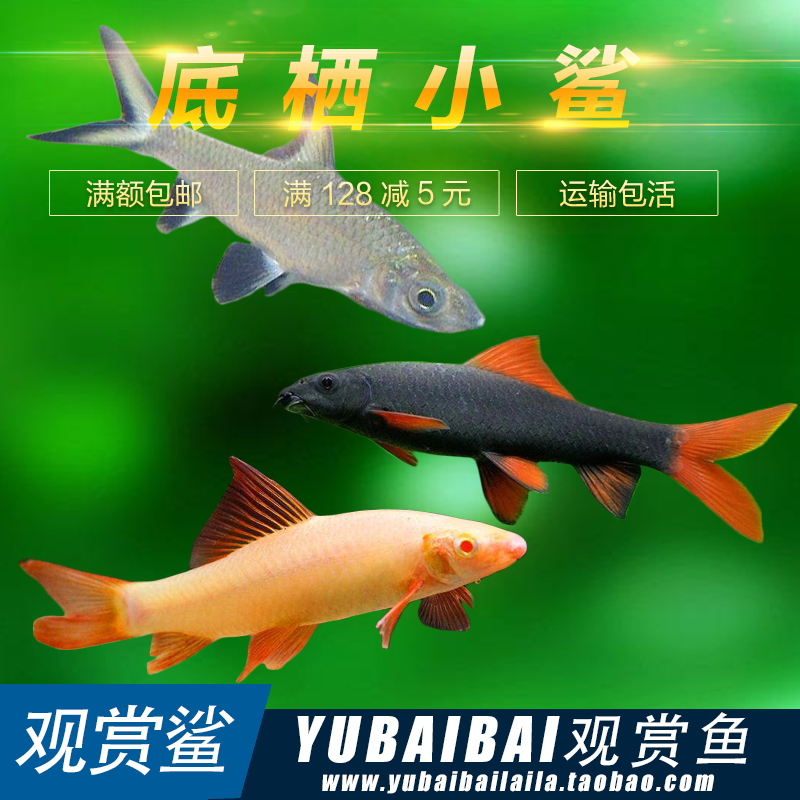 yubaibai银鲨 彩虹鲨 粉红鲨 小鲨鱼 观赏鲨热带观赏鱼工具鱼活体