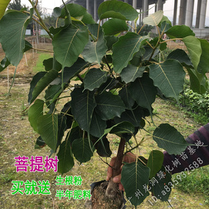 菩提树树苗 佛教正宗菩提榕 带叶金刚菩提盆栽地栽