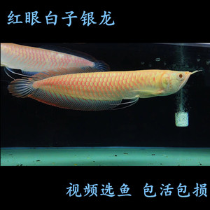 银龙鱼黄化银龙鱼活体红眼白子银龙红龙金龙缸配鱼大型热带鱼 