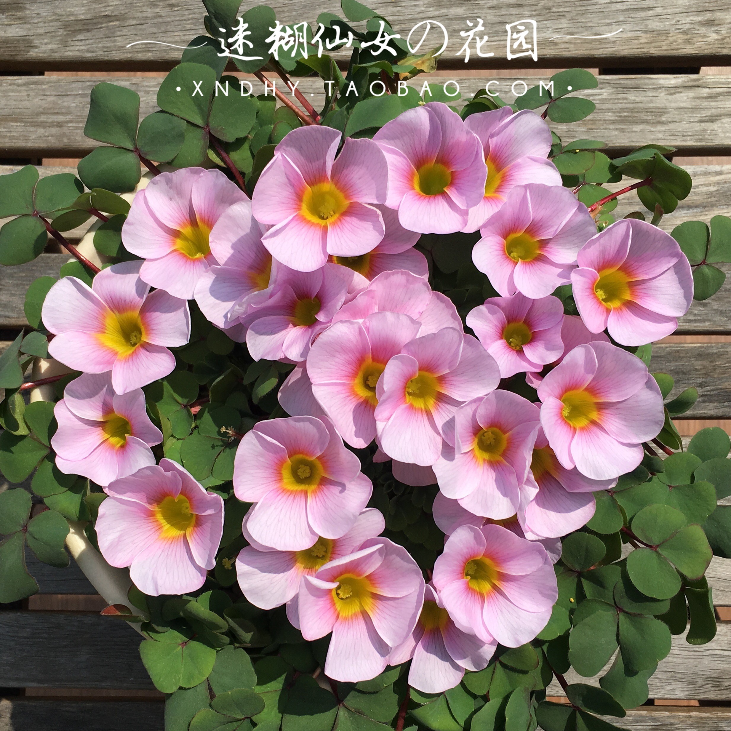 现货 早花品种 4a芙蓉 ulifoura 红喉芙蓉 秋植酢浆草种球