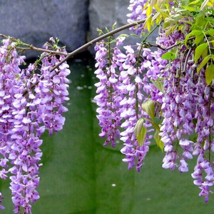 class=h>庭院 /span>围墙攀援紫藤树苗 紫腾花树苗 南方北方种植盆栽