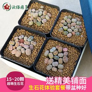 生石花新手套餐多肉植物屁股花石生石头pp组合盆栽含盆带土多肉