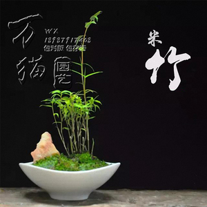 【小型竹子庭院图片】小型竹子庭院图片大全_好便宜网
