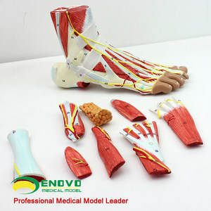 enovo颐诺人体足底层次解剖脚关节肌肉神经血管韧带模型手足外科
