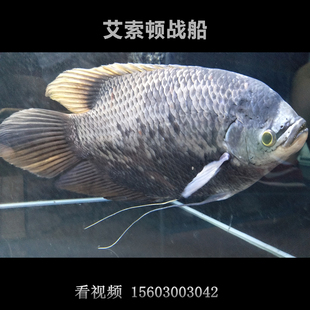 艾索顿 span class=h>战船 /span> 大型风水鱼 龙鱼配鱼 温顺鱼  span