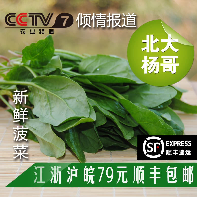 北大杨哥外交官新鲜采摘绿色生态无公害蔬菜菠菜250克