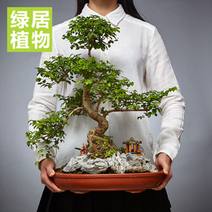 绿居植物山紫甲造型 span class=h></p></a>盆景 /span>盆栽室内绿植花卉办公