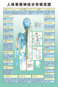 class=h>医学 /span>宣传 span class=h>挂图 /span>人体器官解剖图