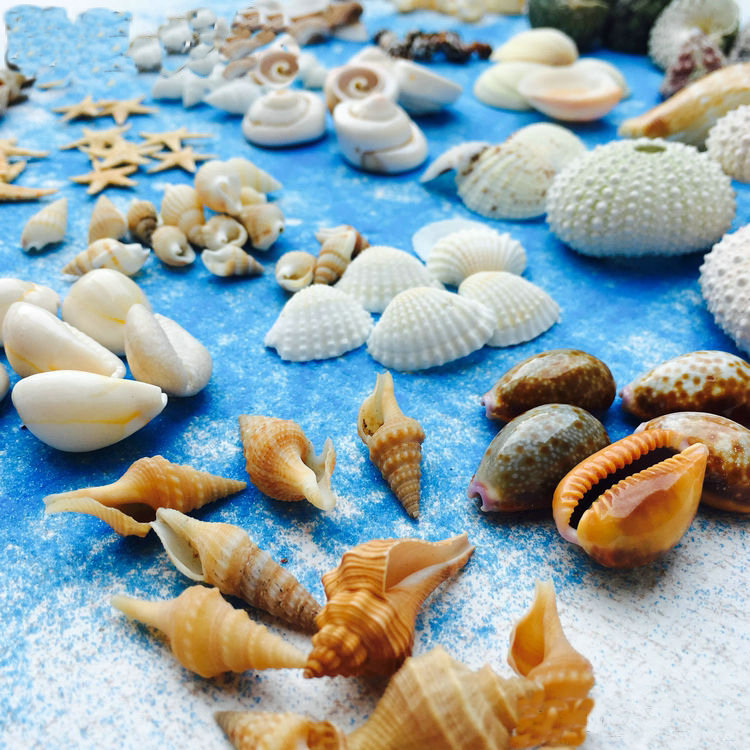 suem蜡烛海星小蚂蚁饰品海洋海螺绑定diy香薰贝壳蜡片沙滩扇贝新天然花呗让我装饰银行卡图片