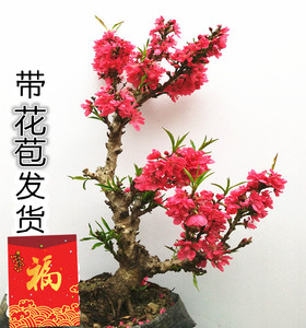  span class=h>盆景 /span>桃树苗辟邪树 带花苞耐寒植物