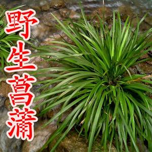 秦岭野生菖蒲草 香味水培绿植物盆景微景观办公 附石昌蒲虎须金钱