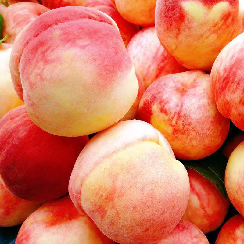 现摘现发桃子新鲜水蜜桃5斤脆桃毛桃当季时令孕妇水果血黄桃油桃