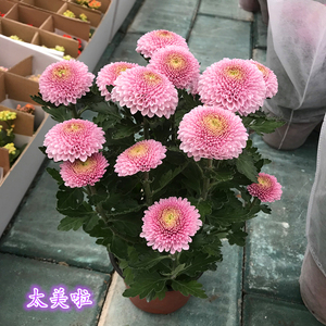 鲜花植物盆栽室内图片