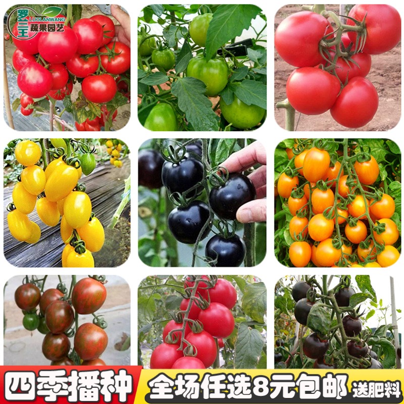 四季播种圣女果种籽大番茄籽阳台菜园樱桃黄圣西红柿瓜果蔬菜种子