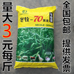 牧草种子冬牧70黑麦草图片