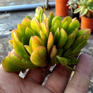 冰羽门客法师系多肉 出状态果冻黄 植物绿植花卉盆栽