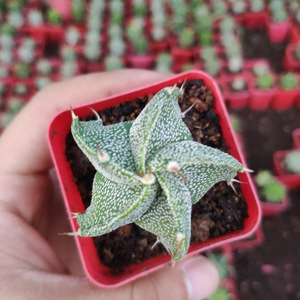 五角鸾凤玉多肉植物图片