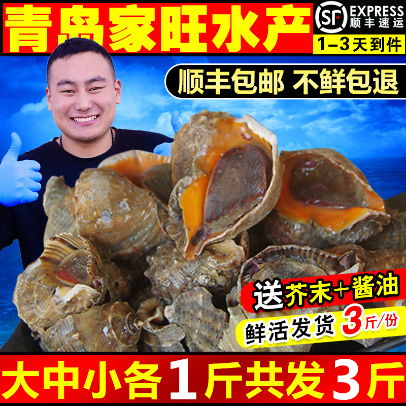 青岛特产野生大海螺鲜活包邮新鲜海鲜水产生猛海鲜3斤装