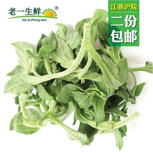 【老一生鲜】新鲜冰草冰菜沙拉菜400克 送沙拉酱 span class=h>江浙沪