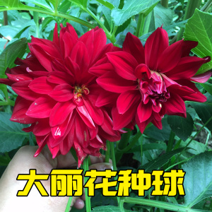 地瓜花 span class=h>大丽花/span>种球 盆栽植物阳台 庭院种植