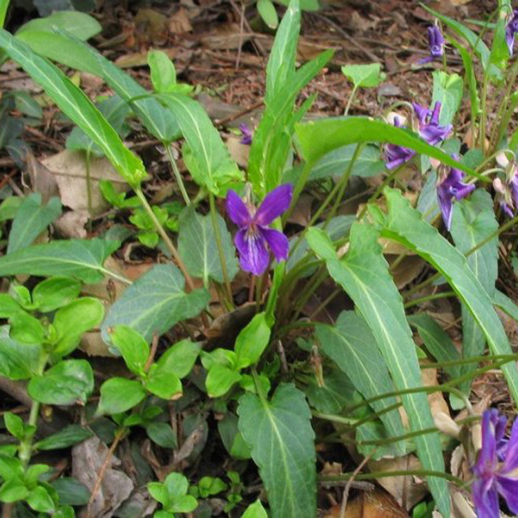 蓝庄 预售 紫花地丁草紫地丁草犁头草犁嘴草心叶堇 野生现采