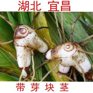 正品湖北鲜活野生紫花白芨块茎种苗直播组培驯化三叉大白及苗包邮