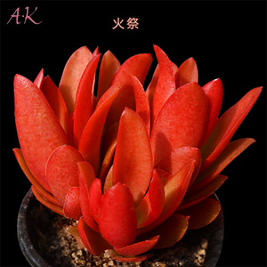 ak多肉 span class=h>花卉/span 火祭 秋火莲 景天科 青锁龙属植物