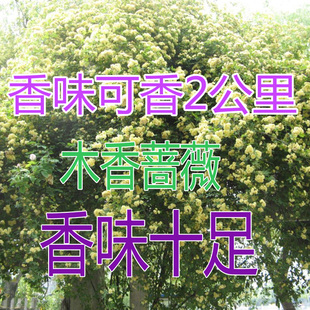 庭院爬藤攀援植物七里香 木香花苗 四季蔷薇阳台花卉盆栽绿植爬墙