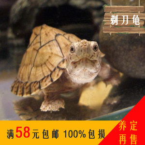 剃刀龟 span class=h>活体 /span>大小型苗公母深水蛋龟吃粪便宠物龟