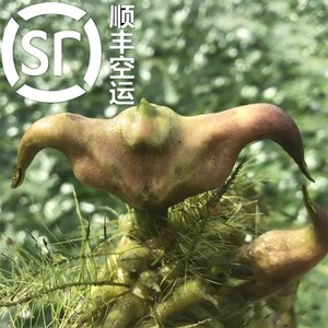 野生菱角新鲜图片