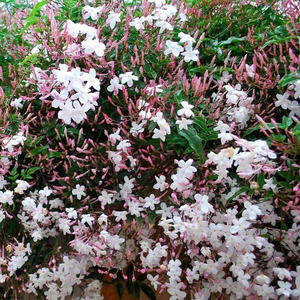 珧珧园艺 草本花卉 地栽素雅女神  多花素馨  庭院绿植12cm带盆