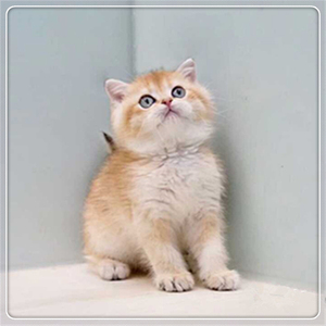 英短活体蓝猫纯种短毛猫英国蓝猫蓝白乳色幼猫猫崽猫咪健康小动物
