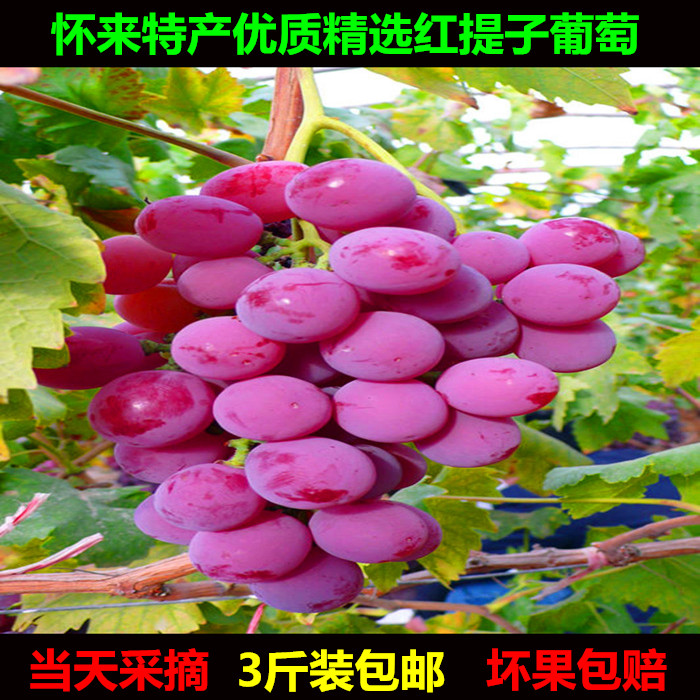 怀来特产新鲜红提子葡萄孕妇水果当天采摘美国提子3斤装包邮