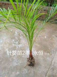 苗木花卉植物图片