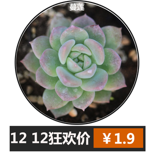 花魁【子持白莲】粉蔓 多肉植物盆栽 白底叶片粉红 ...