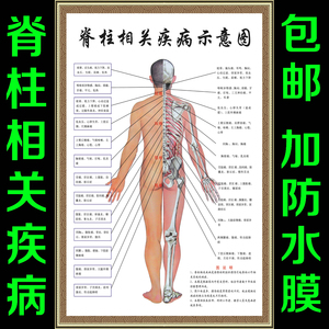 中医养生人体经络穴位图大挂图价格