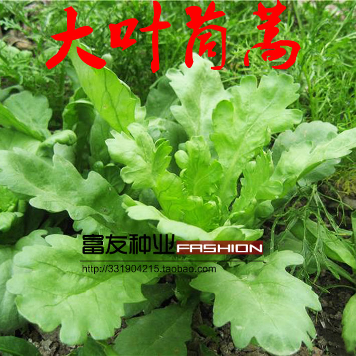 大叶茼蒿种子 四季播种蔬菜 皇帝菜 涮火锅 叶片肥厚 栽培容易