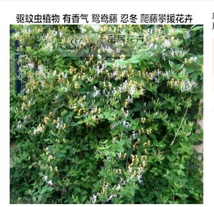 庭院阳台 span class=h>藤蔓 /span>植物爬藤植物金银花苗爬藤驱蚊虫