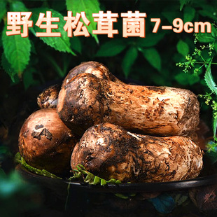 云南野生菌子新鲜一级香格里拉松茸美食7-9cm山珍野味农家土特产
