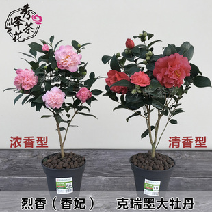 茶花克瑞墨大牡丹烈香水庭院室内永福带花苞苗香妃龙岩盆栽浓香型