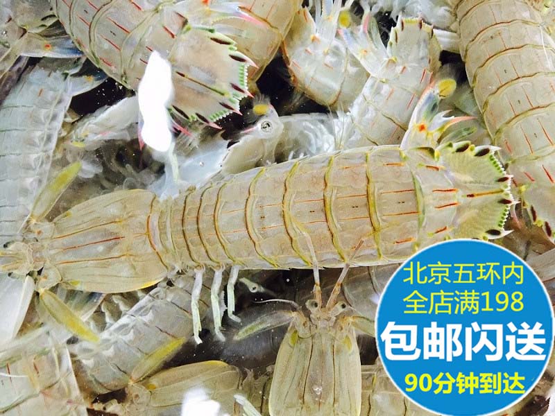 鲜活皮皮虾 富贵虾 爬爬虾 虾姑新鲜海鲜水产品【全母】北京闪送