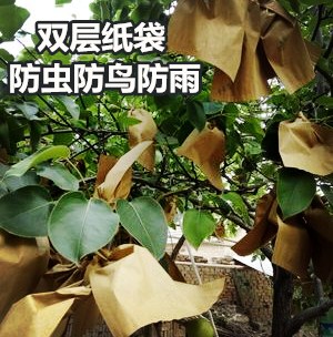 梨袋苹果套袋 纸袋 柠檬冬桃子水果袋套袋子防水防虫防鸟 育果袋