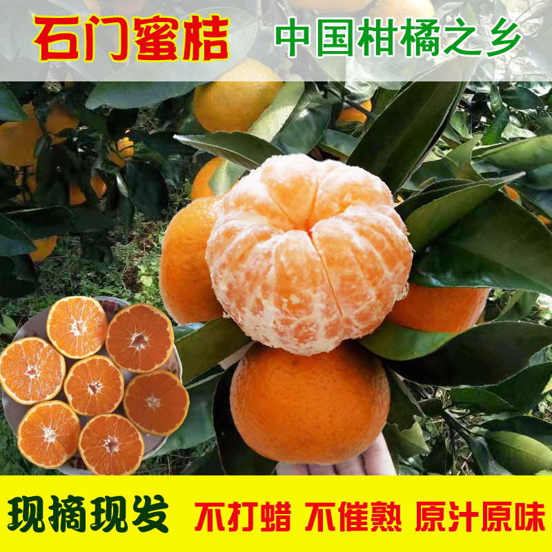 现摘正宗柑橘石门桔子蜜橘新鲜水果橘子皮薄酸甜10斤批发团购