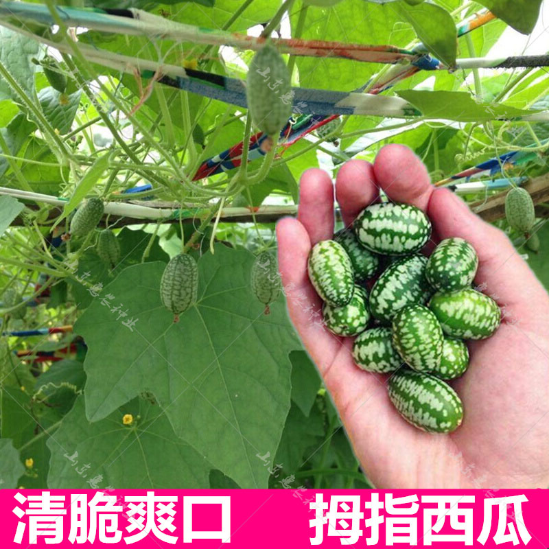 迷你小西瓜种子春季种孑清香盆栽四季播农家水果可吃拇指西瓜种籽