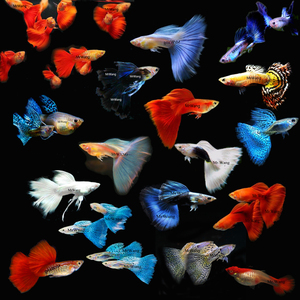 热带鱼活体鱼苗图片