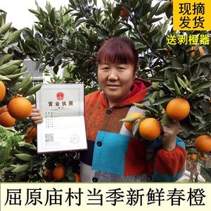 湖北秭归新鲜水果橙子包邮带箱约10斤当季多汁甜手剥春橙伦晚脐橙新鲜橙子