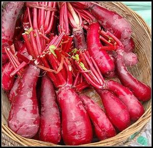 重庆涪陵特产 红皮红心胭脂萝卜5斤 四川泡菜盐水母水萝卜装新鲜