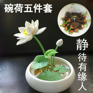 碗莲 水培植物 碗莲花种子迷你睡莲 多色荷花碗莲种子套餐包邮